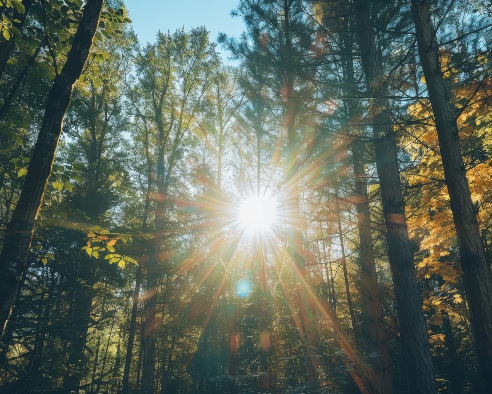 forest
